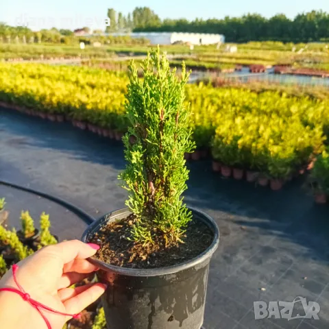 Кипарис Тотем (Cupressus Sempervirens Тotem), снимка 4 - Градински цветя и растения - 41147081