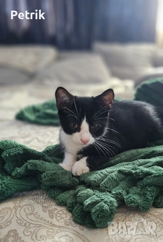 ще го дадем в добри ръце, снимка 18 - Други - 51323889