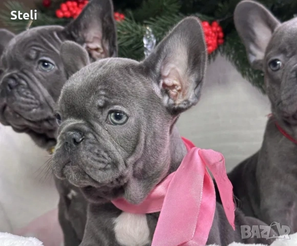Френски булдог сини 