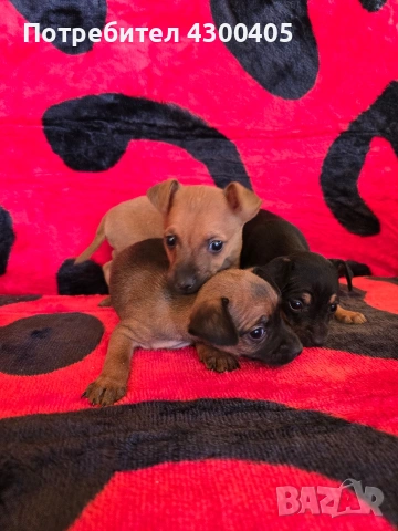 мини чиху пинчери, снимка 2 - Пинчер - 53673362