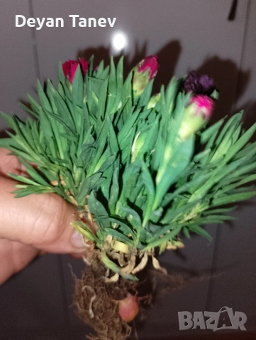 Разсад Карамфил, 2 лв/бр.