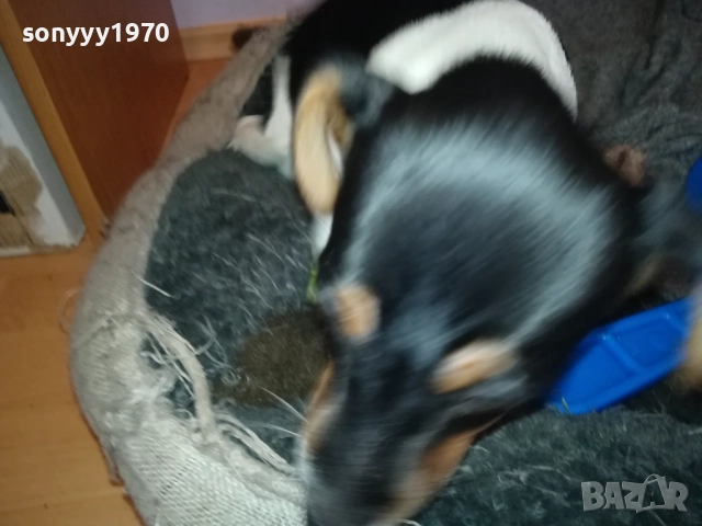 ДЖАК РЪСЕЛ 1011250842, снимка 7 - Джак ръсел териер - 52358129