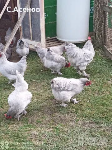 Кокошки и Яйца за люпене от маран лавандула / lavender Marans 