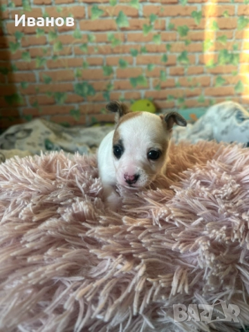 Мини чихупинчер , снимка 2 - Пинчер - 52739619