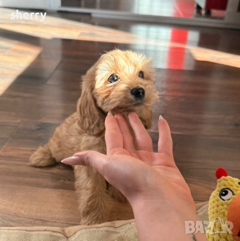 Американски кокерчета , снимка 3 - Кокер шпаньол - 53660560