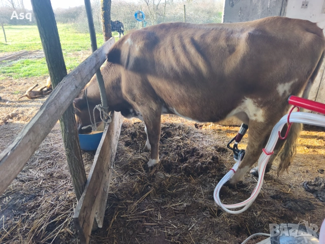 Крава с женско теле, снимка 2 - Крави - 53791919