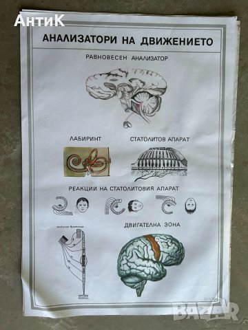 Учебни Медицински Плакати Постери, снимка 4 - Антикварни и старинни предмети - 46269420