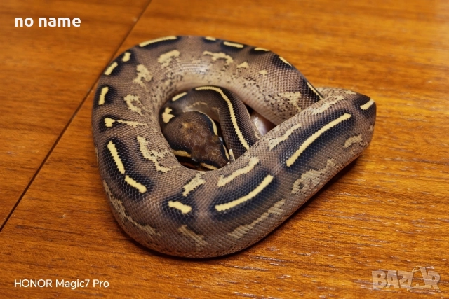 Кралски питони , снимка 2 - Змии - 51879446