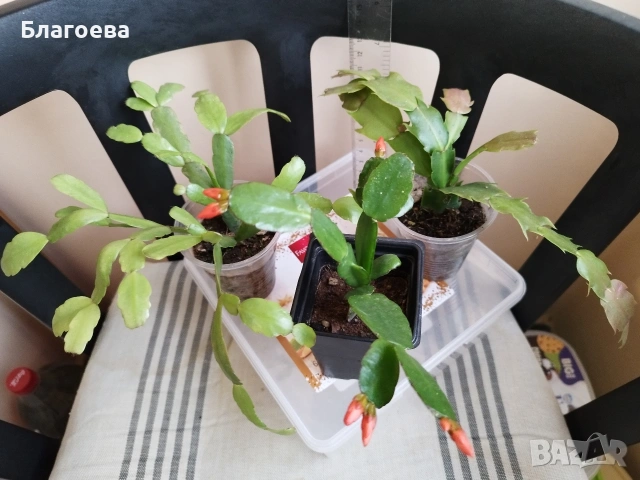 Комплект - 1 бр Великденче оранжево и 2 бр Коледниче (розово и цикламено), снимка 5 - Стайни растения - 54091877