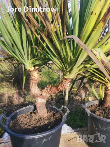 Палма юка външна студоустойчива, снимка 12 - Градински цветя и растения - 53031740