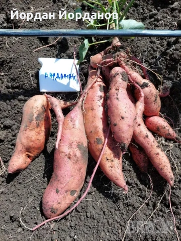 ЕКО Разсад за Батати (Сладки картофи) - 7 сорта, Реколта 2026, снимка 5 - Разсади - 53528408
