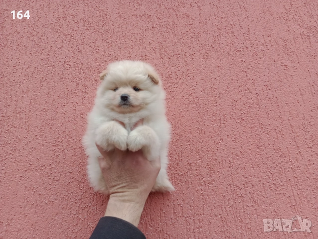 Бели и кремави Шпицлета. , снимка 5 - Померан - 53906860