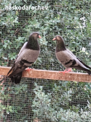 Гълъби на въртене - преметачи различни цветове, т.нар. поморийски ролери , снимка 3 - Гълъби - 52409994