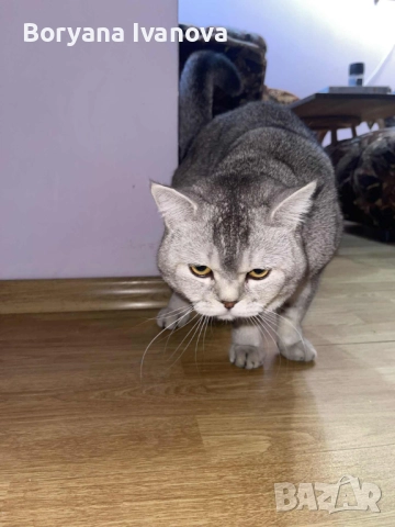 Британски късокосмест котарак търси своята дама, снимка 6 - Британска късокосместа - 51458667