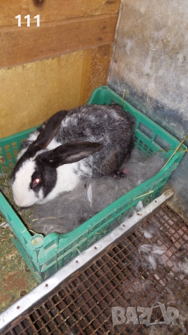 Зайци на различна възраст., снимка 8 - Други - 40604862