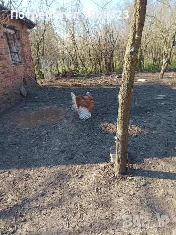 продавам пуяк, снимка 2 - Кокошки и пуйки - 54154129