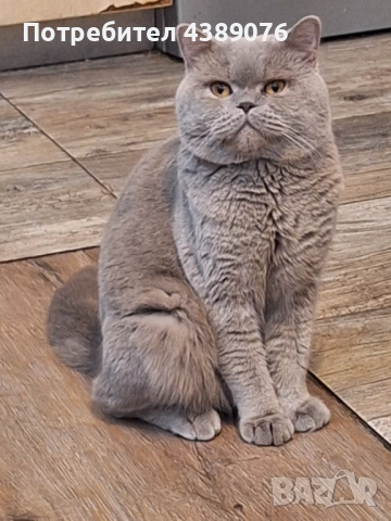 Чистокръвен лилав британец за разплод., снимка 12 - Британска късокосместа - 53074578