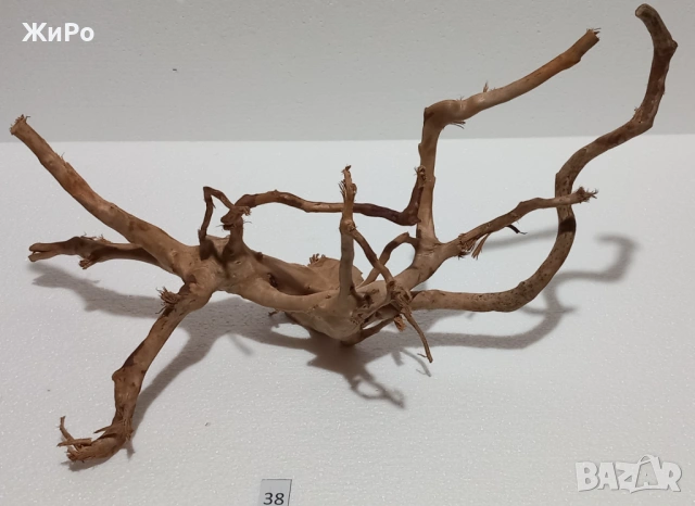 Корен от Азалия /декорация/ 38