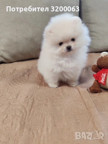 Померан мини мини , снимка 8 - Померан - 53078123