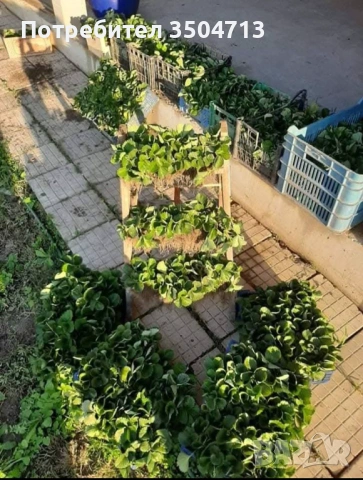 Разсад ягоди Клери – наличен и готов за засаждане!, снимка 3 - Разсади - 54175849