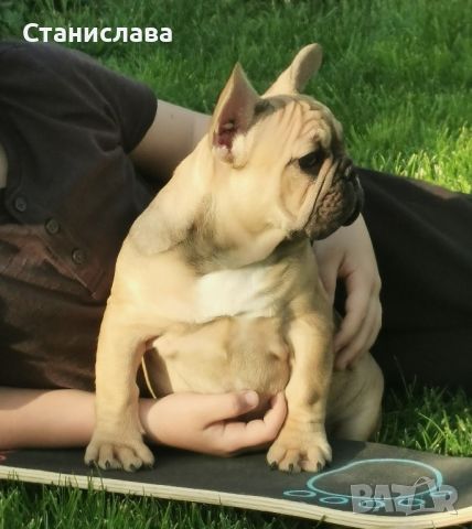 френски булдог /French Bulldog, снимка 2 - Френски булдог - 44400276