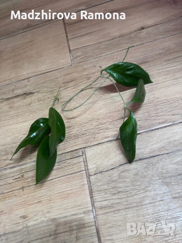 Hoya Flores Island и Ut 033