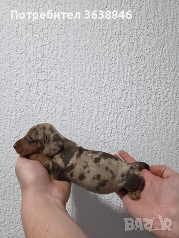 Мини дакел, снимка 3 - Дакели - 54081783