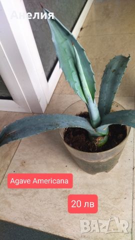 Agave 3 вида, снимка 4 - Стайни растения - 46270909