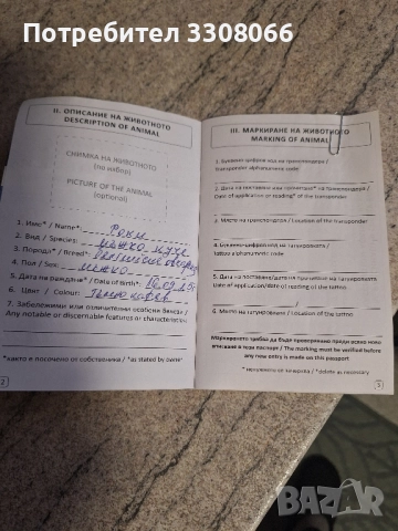 Белгийска Малиноа , снимка 7 - Белгийска овчарка - 52624108