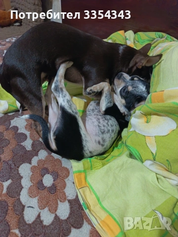 Чихуахуа с паспорт и вакини две, снимка 3 - Чихуахуа - 53114756