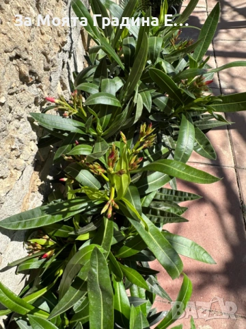 Зокум - Олеандър, снимка 13 - Градински цветя и растения - 54108958