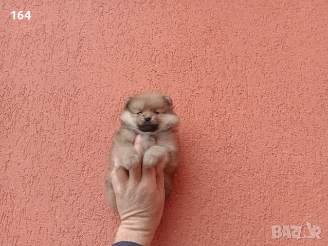 Мъжки Померани. Снимки от 18.02.26 г. , снимка 7 - Померан - 53523431