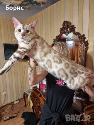 Бенгалско коте, снимка 8 - Бенгалски - 40146006