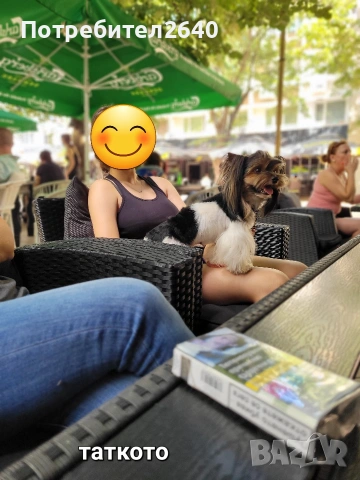 Бивет йоркширски териер, снимка 8 - Йоркширски териер - 53645644