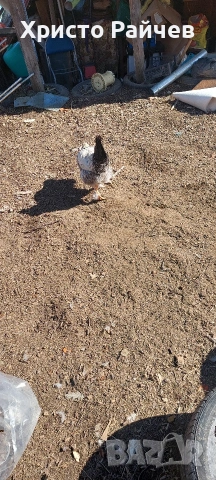 Продавам петли, снимка 4 - Кокошки и пуйки - 53767336