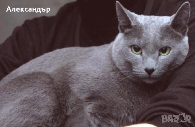 Сибирска сива котка на 4 месеца и на 8 месеца