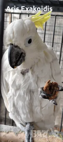 Sulfur crested cockatoo , снимка 10 - Папагали - 48281058