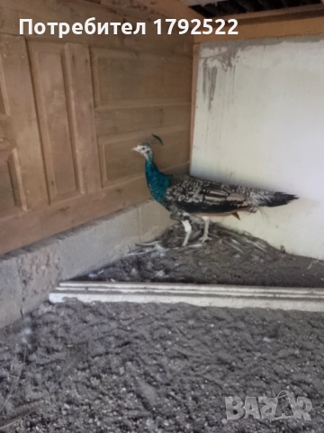 Продавам различни видове пауни на различна възраст , снимка 2 - други­ - 51864041