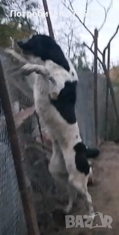 Средноазиатска овчарка, снимка 3 - Алабай - 47499697