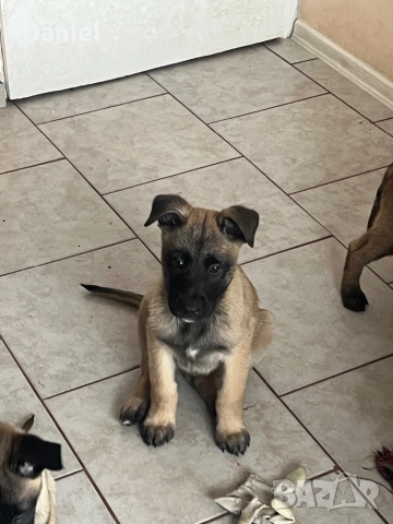 Белгийска овчарка-Малиноа , снимка 15 - Белгийска овчарка - 52623774