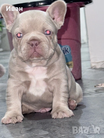 Френски булдог, снимка 5 - Френски булдог - 53140191