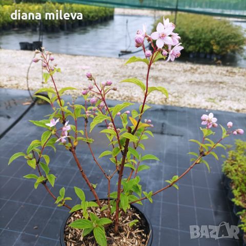 Дойция, Deutzia hybrida 'Mont Rose', снимка 11 - Градински цветя и растения - 42798741