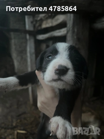 Подаряваме кученца, снимка 2 - Други - 54070711