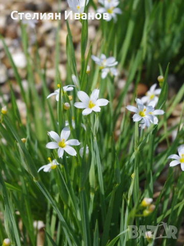 Бял сисиринхиум, белоока трева (Sisyrinchium angustifolium f. album), снимка 2 - Градински цветя и растения - 50487591