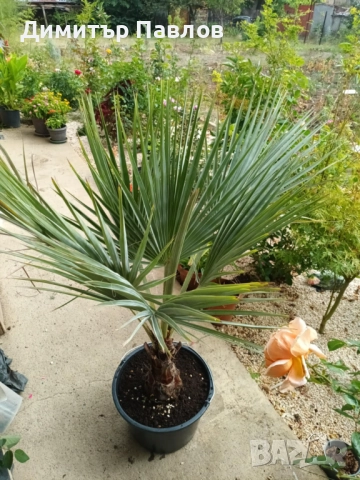 Брахея Армата,Мексиканска Синя Палма, снимка 2 - Градински цветя и растения - 51920750