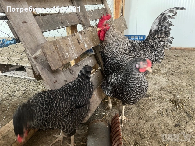 Яйца от Амрок, снимка 2 - Кокошки и пуйки - 54230948