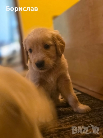 Бебета Голдън ретривър , снимка 2 - Голдън ретривър - 51928849