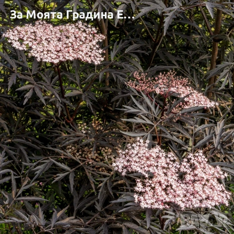 Черен Бъз - Sambucus nigra 