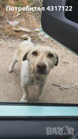 Кучето Джак на късмета, снимка 4 - Други - 54193162