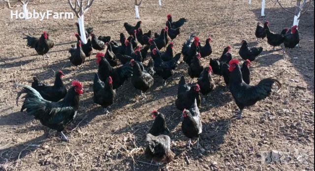 Пилета "Черен австралорп" / Пиленца, снимка 3 - Кокошки и пуйки - 45120119
